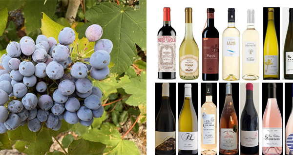 Vins coups de cœur de l’été 2026