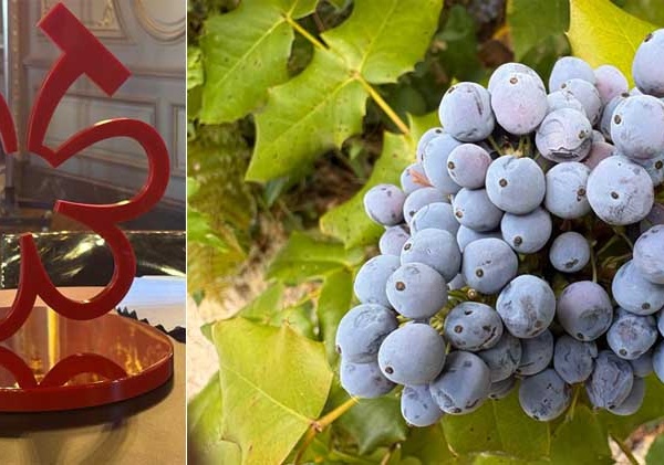 La première sélection des grappes du Guide Michelin