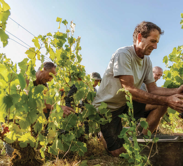 Champagne Chassenay d’Arce, un domaine de vignerons au top