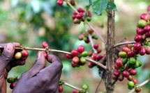 Questions sur le café à Yannick Chambon, de l’enseigne Artisans du Monde