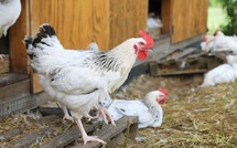 Le Poulet du Bourbonnais "AOP", cet été dans votre assiette