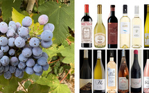 Vins coups de cœur de l’été 2026